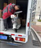 驰小虎电动自行车 吉祥虎新国标电动车电动自行车48V12Ah铅酸电池长续航电瓶车成人代步车电车白色 实拍图