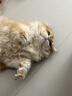 LEGENDSANDY蓝氏猫零食全价主食猫条鲜肉猫湿粮罐头混合味16g*168支 实拍图