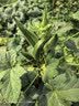 百菲酪【新鲜日期】水牛纯牛奶3.8g乳蛋白200ml*18盒早餐甘蔗 实拍图
