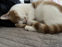 皇家猫粮 幼猫奶糕 幼猫猫粮 BK34 通用粮 1-4月 10KG 实拍图