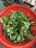 诺特兰德【刘涛代言】新升级钙铁锌VD直饮包维生素d3口服液 草莓味*6桶 实拍图