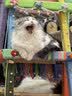 LEGENDSANDY蓝氏猫零食全价主食猫条鲜肉猫湿粮罐头混合味36支*3盒 实拍图