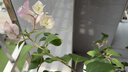 史丹利（STANLEY）多菌灵花药多菌菌灵杀菌剂花卉百菌清白粉兰花黑斑病专用药50g 实拍图