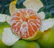 粤迎青皮蜜桔【闪送-源头直采】蜜橘子无籽新鲜现摘现发酸甜口感湖北 5斤亲选果【单果45mm+】净4.0斤 实拍图