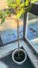 桂花树苗盆栽室内四季桂花卉植物金桂丹桂庭院大树浓香型绿植开花 【四季桂】粗2cm 高1.3-1.4米土球发货 实拍图