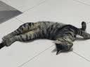 网易严选猫零食罐头猫用浓汤随享罐 鱼肉磷虾40g*24罐 实拍图
