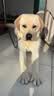 皇家狗粮 拉布拉多成犬狗粮 宠物大型犬 LR30 全价犬粮 ≥15月 12KG 实拍图