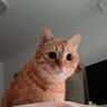 京东京造泌尿道处方粮稀释尿液情绪舒缓溶解鸟粪石猫全价处方粮1.5kg 实拍图
