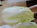 小汤山 三宝白菜 600g 基地直供新鲜蔬菜GAP认证 实拍图