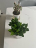 绿有意绿植盆栽多肉花卉盆栽植物室内桌面水培绿植办公室客厅植物懒人 发财树+栀子花+绿萝+金枝玉叶 实拍图