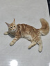 皇家猫粮 幼猫猫粮 幼猫奶糕 K36 通用粮 4-12月 10KG 实拍图