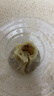 富春 糯米烧卖320g*2 16只装早餐速食速冻烧麦半成品淮扬特色烧麦 实拍图