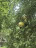 途象搬家打包袋搬家袋行李袋物流中转袋收纳袋衣服袋储物袋防水袋搬家打包神器黄色240L 实拍图