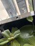 帮宝适夏季超薄超吸新清新帮纸尿裤L46透气新生儿婴儿尿不湿尿裤 实拍图