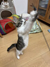 CFA赛级逗猫棒猫咪玩具长杆羽毛替换头耐抓咬猫玩具用品自嗨解闷 CFA赛级长杆逗猫棒-木杆弹簧款 实拍图