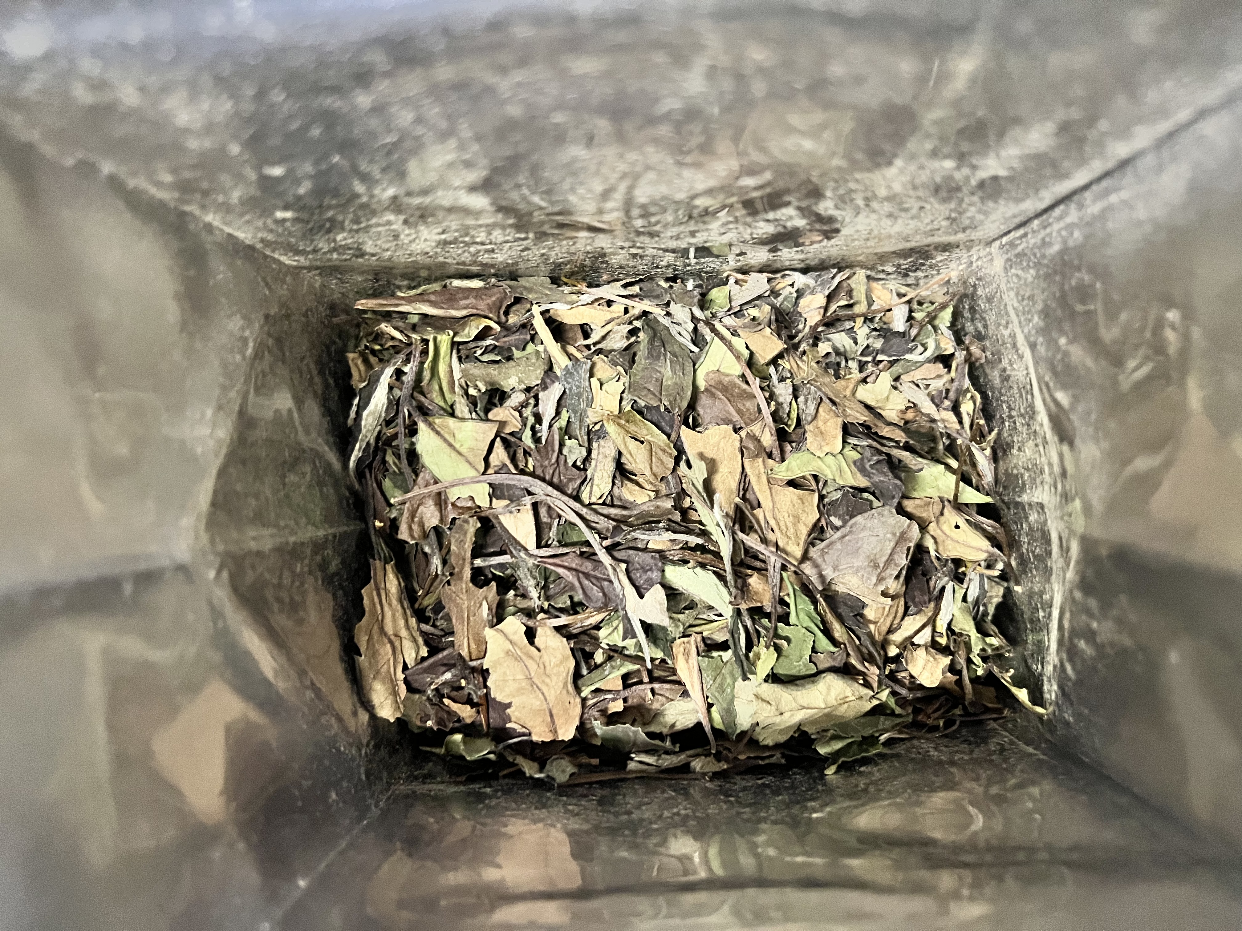 梅伯珍【鹏哥强力推荐】爆款热销！2019年正宗福鼎白茶果香寿眉纪念茶 【鹏哥推荐更划算】性价比推荐 到手足足3斤1500g 实拍图