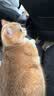 普安特宠物猫咪驱虫药驱虫体内外同驱跳蚤犬虱非泼罗尼滴剂爱滴克 实拍图