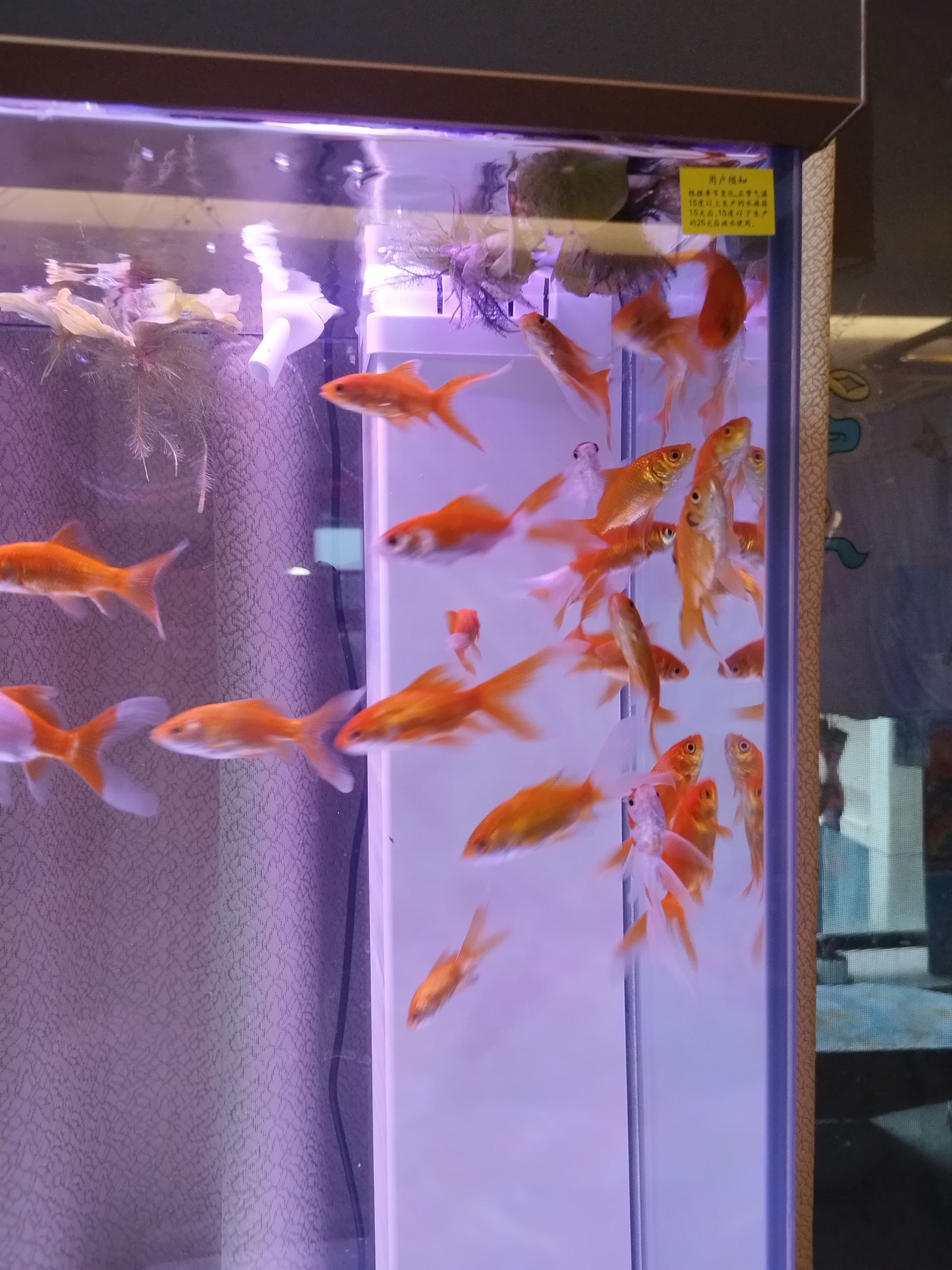 森森（SUNSUN）大型鱼缸底过滤水族箱客厅家用落地玻璃生态金鱼缸 【实时温显+灯控】纳米灰 0.8米长35cm宽 实拍图