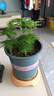 文竹盆栽绿植花卉盆景植物室内客厅水培文松云竹文竹大苗四季常青 小文竹【3棵性价比高】原土球发货 高度15-25cm 实拍图