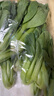 上海青约500g(油菜) 实拍图