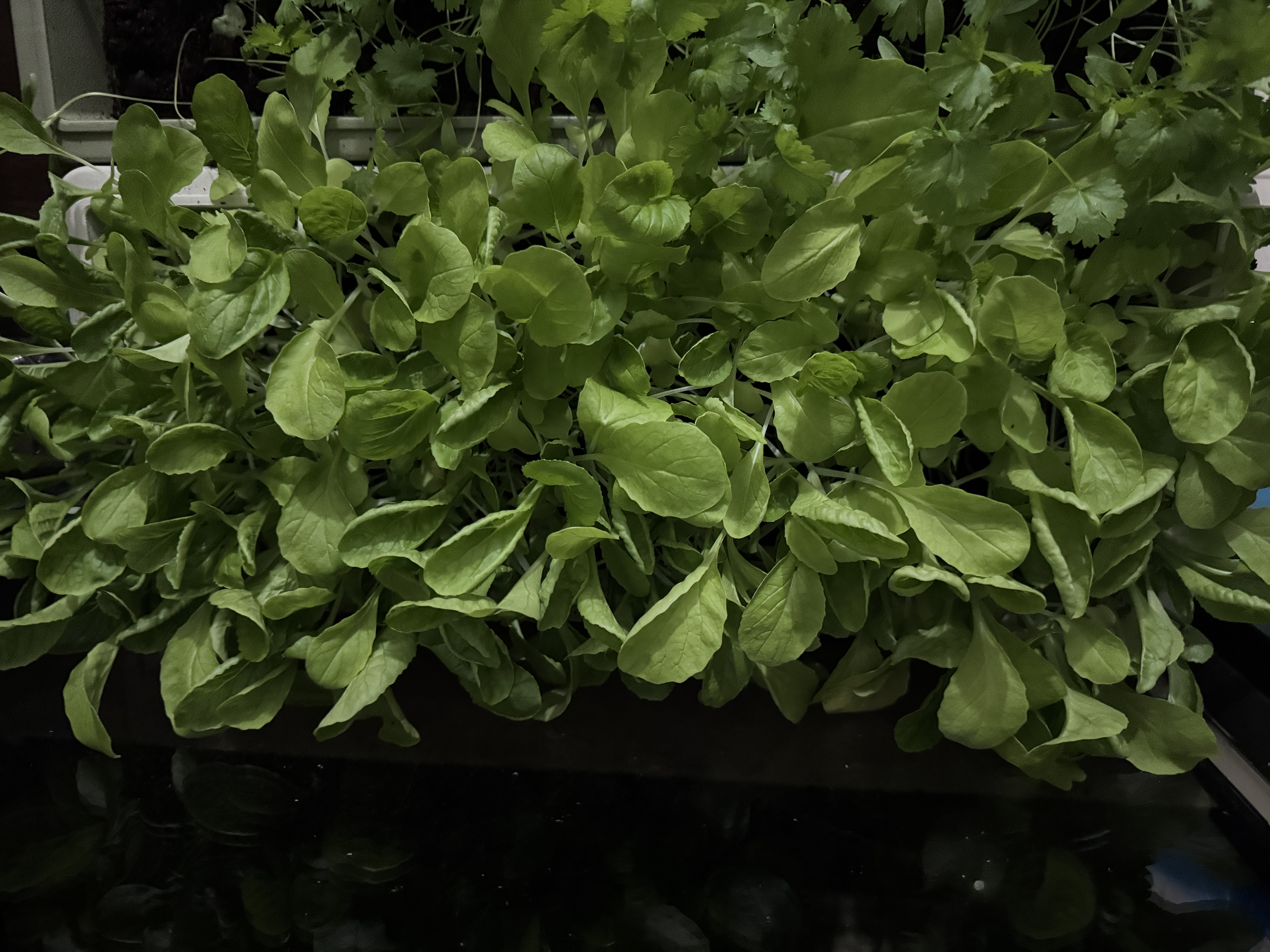 史丹利阳台种菜盆专用家用花盆长方形塑料蔬果盆栽象牙白【长490mm】 实拍图