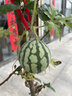 得宝（TEMPO）一博同款 抽纸 小雏菊系列4层80抽*24包 餐巾纸 卫生纸 纸巾S码 实拍图