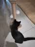 欢宠网猫抓柱猫抓板猫爬架猫玩具猫咪立式剑麻自嗨解闷神器猫猫小猫幼猫 实拍图