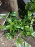 史丹利蔬菜用有机复合肥料韭菜油菜生菜香菜种菜家用菜肥料叶菜型2.5斤 实拍图