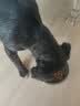 LEGENDSANDY蓝氏狗粮金毛全犬种成犬幼犬多肉蔬菜30kg【囤货装】 实拍图