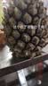 广东徐闻香水菠萝新鲜水果生鲜热带孕妇水果整箱包邮 【限时低价】1个装  净重650g起 实拍图