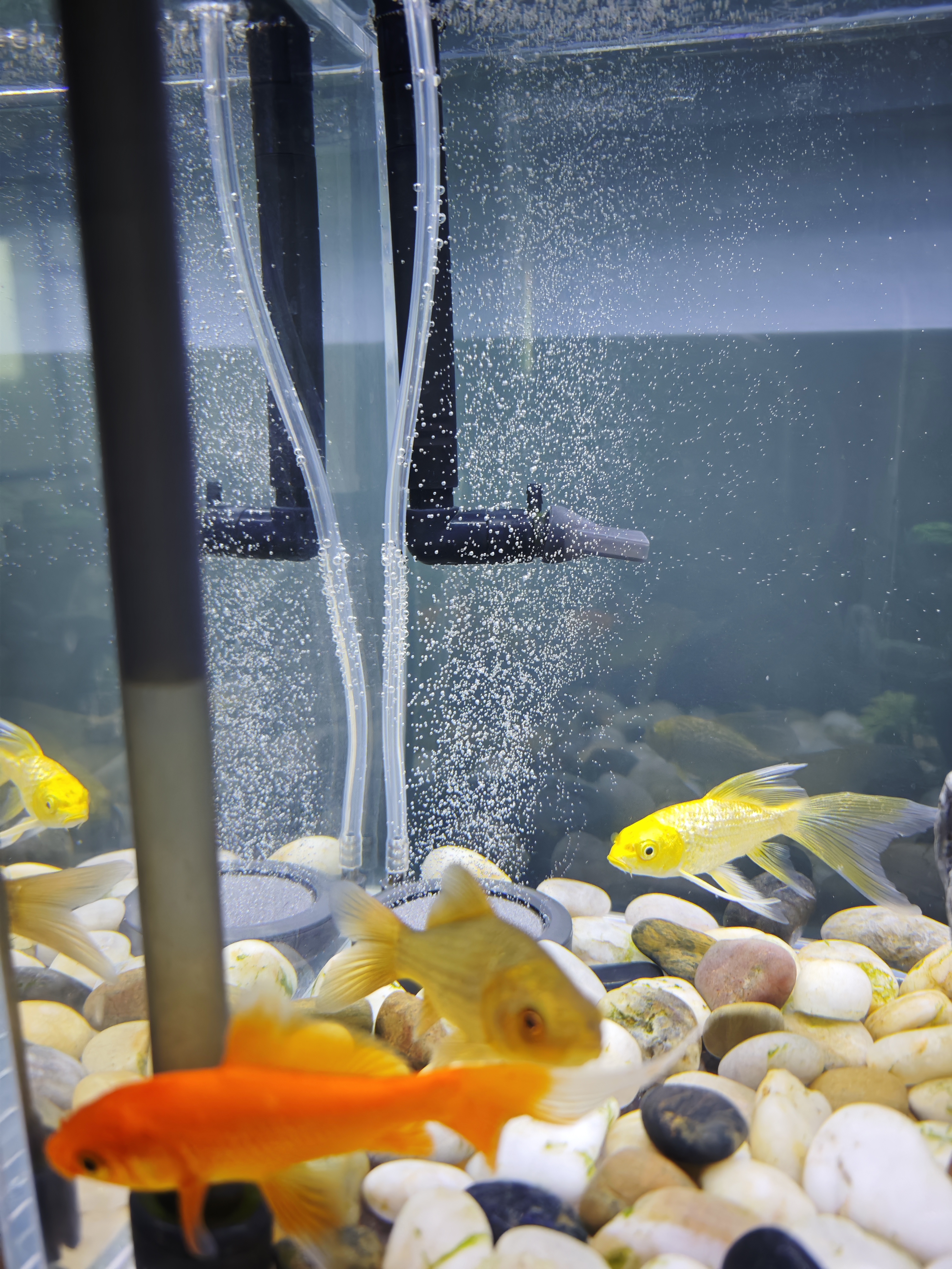 鱼呼吸鱼缸增氧气泵配件直径6cm【纳米沙盘*2个】加泡细化溶氧饼石家用 实拍图