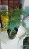 文竹盆栽绿植花卉盆景植物室内客厅水培文松云竹文竹大苗四季常青 小文竹【3棵性价比高】原土球发货 高度15-25cm 实拍图