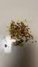 南京同仁堂菊花枸杞决明子茶養盰護肝茶蒲公英牛蒡根甘草栀子熬夜养生茶160g 实拍图