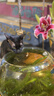 多特思猫罐头招财金饭碗68g猫主食罐头奶糕成幼猫全价湿粮餐盒猫饭 实拍图