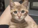 腆宠宠物航空箱小号 猫咪航空箱猫狗 猫包猫笼外出车载猫箱狗狗托运 实拍图