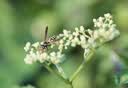索尼（SONY）微距 全画幅微距镜头 新款 FE100mmF2.8 Macro GM OSS 官方标配 实拍图