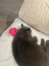 皇家猫粮 绝育成猫粮 SA37通用粮1-7岁4.5KG 实拍图