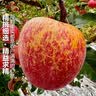 京觅四川大凉山华硕丑苹果 净4.5斤 单果70mm+新鲜水果苹果源头直发 实拍图