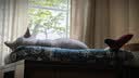 希宝猫罐头吞拿鱼85g*24罐海鲜汤汁系列进口猫粮猫湿粮整箱装 实拍图