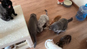 皇家猫粮 挑嘴成猫猫粮 高适口性 EF38 通用粮 12月以上 10KG 实拍图