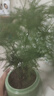 文竹盆栽绿植花卉盆景植物室内客厅水培文松云竹文竹大苗四季常青 小文竹【3棵性价比高】原土球发货 高度15-25cm 实拍图