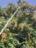 安赛瑞摘果剪 可伸缩高空修树枝多功能采摘器高枝剪 3米2节 实拍图