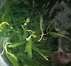 赶海弟 盐渍海带苗250g 火锅食材配菜 新鲜头茬嫩苗海带芽丝 南北干货 实拍图