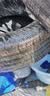 马牌（Continental）轮胎/防爆胎 225/50R18 95W CSC5 SSR *宝马原装星标 原配宝马X1 实拍图