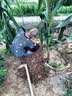 CHUANGSHIJI樱桃树苗 大果树果苗 果树苗北南方种植当年结果樱桃苗 樱桃树 7年苗（当年多量结果） 80cm(含)-89cm(含) 实拍图