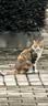 皇家猫粮 成猫猫粮 户外成猫 O30 通用粮 12月以上 4KG 实拍图