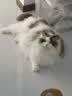 奥莉特猫砂豆腐猫砂除臭低尘可冲厕混合猫砂大袋囤货装猫咪用品 【升级版】绿茶豆腐猫砂 40斤 实拍图