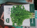 北蔬香菜种子苗老品种四季盆栽大叶芫荽阳台菜籽 大叶香菜籽种子600粒 实拍图