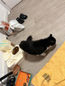 皇家猫粮 幼猫猫粮 幼猫奶糕 K36 通用粮 4-12月 2KG 实拍图