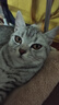 LEGENDSANDY蓝氏猫零食全价主食猫条成猫幼猫鲜肉猫湿粮罐头混合味36支*3盒 实拍图